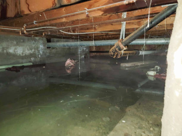 Best Ceiling water damage repair  in Park River, ND
