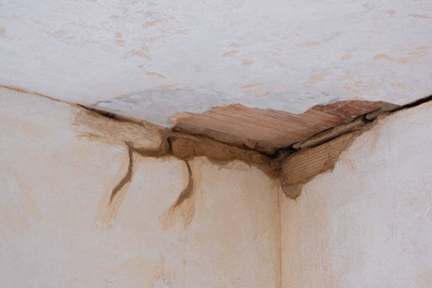 Best Professional water damage repair  in Park River, ND